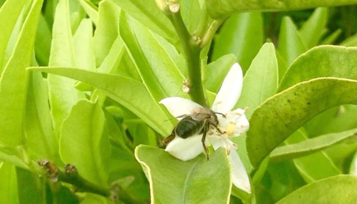 Polinització de la flor de taronger